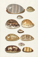 Eleven Large and Small Tropical Cowrie Shells - Johann Gustav Hoch — artwork view