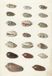 Twenty Tropical Seashells - Johann Gustav Hoch — artwork view