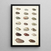 Twenty Tropical Seashells - Johann Gustav Hoch — framed artwork on a wall