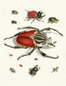 Brief history of insects by Dr. Sulzer, Pl. 01 - Johann Heinrich Sulzer — artwork view