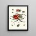 Brief history of insects by Dr. Sulzer, Pl. 01 - Johann Heinrich Sulzer — framed artwork on a wall