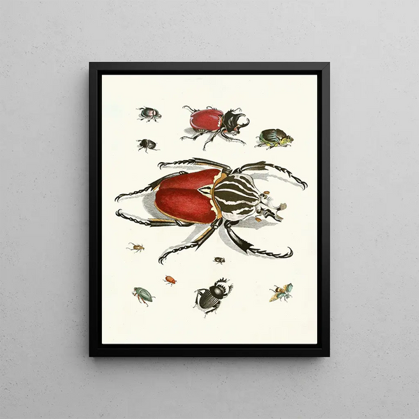 Brief history of insects by Dr. Sulzer, Pl. 01 - Johann Heinrich Sulzer — framed artwork on a wall
