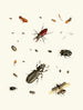 Brief history of insects by Dr. Sulzer, Pl. 02 - Johann Heinrich Sulzer — artwork view