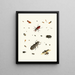 Brief history of insects by Dr. Sulzer, Pl. 02 - Johann Heinrich Sulzer — framed artwork on a wall