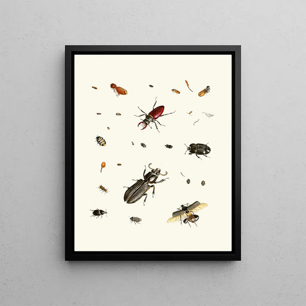 Brief history of insects by Dr. Sulzer, Pl. 02 - Johann Heinrich Sulzer — framed artwork on a wall