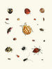 Brief history of insects by Dr. Sulzer, Pl. 03 - Johann Heinrich Sulzer — artwork view