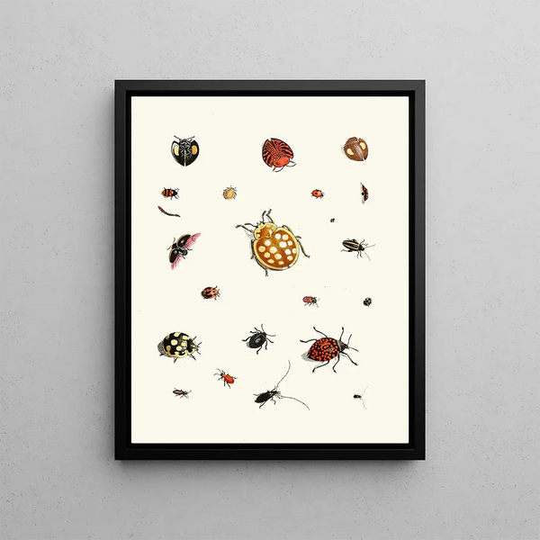 Brief history of insects by Dr. Sulzer, Pl. 03 - Johann Heinrich Sulzer — framed artwork on a wall