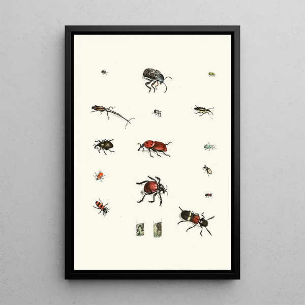 Brief history of insects by Dr. Sulzer Pl 04 - Johann Heinrich Sulzer — framed artwork on a wall