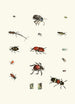 Brief history of insects by Dr. Sulzer Pl 04 - Johann Heinrich Sulzer — artwork view