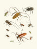 Brief history of insects by Dr. Sulzer, Pl. 05 - Johann Heinrich Sulzer — artwork view