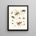Brief history of insects by Dr. Sulzer, Pl. 05 - Johann Heinrich Sulzer — framed artwork on a wall