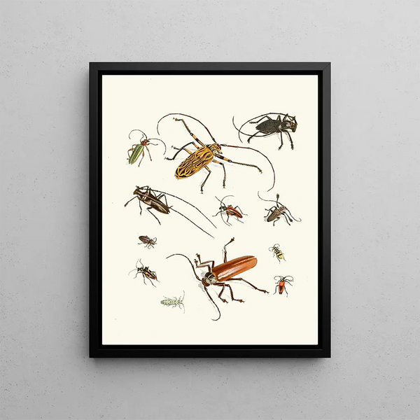 Brief history of insects by Dr. Sulzer, Pl. 05 - Johann Heinrich Sulzer — framed artwork on a wall