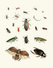 Brief history of insects by Dr. Sulzer, Pl. 06 - Johann Heinrich Sulzer — artwork view