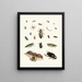 Brief history of insects by Dr. Sulzer, Pl. 06 - Johann Heinrich Sulzer — framed artwork on a wall