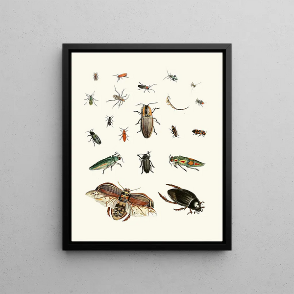 Brief history of insects by Dr. Sulzer, Pl. 06 - Johann Heinrich Sulzer — framed artwork on a wall