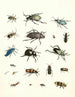 Brief history of insects by Dr. Sulzer, Pl. 07 - Johann Heinrich Sulzer — artwork view