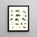 Brief history of insects by Dr. Sulzer, Pl. 07 - Johann Heinrich Sulzer — framed artwork on a wall