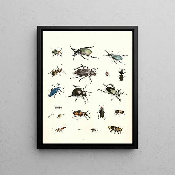 Brief history of insects by Dr. Sulzer, Pl. 07 - Johann Heinrich Sulzer — framed artwork on a wall