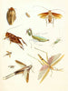 Brief history of insects by Dr. Sulzer, Pl. 08 - Johann Heinrich Sulzer — artwork view
