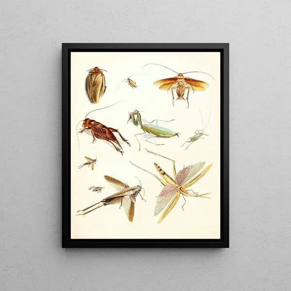 Brief history of insects by Dr. Sulzer, Pl. 08 - Johann Heinrich Sulzer — framed artwork on a wall