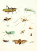 Brief history of insects by Dr. Sulzer Pl 09 - Johann Heinrich Sulzer — artwork view