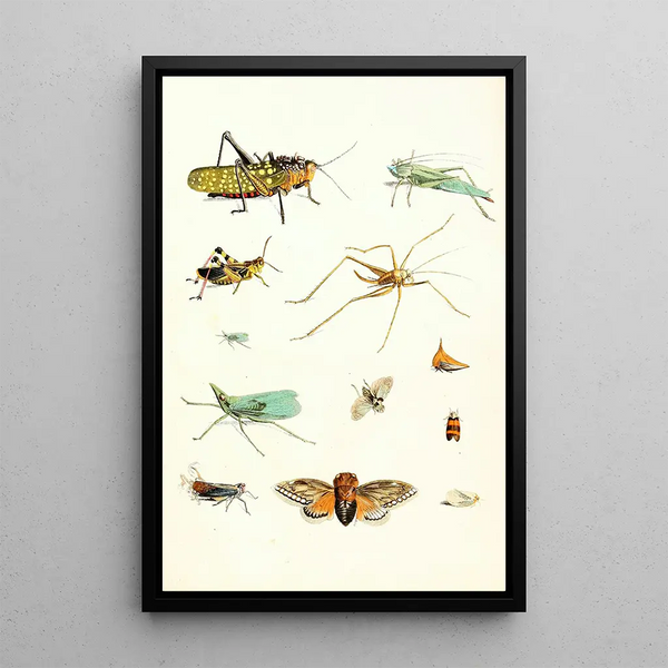 Brief history of insects by Dr. Sulzer Pl 09 - Johann Heinrich Sulzer — framed artwork on a wall