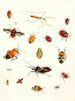 Brief history of insects by Dr. Sulzer, Pl. 10 - Johann Heinrich Sulzer — artwork view