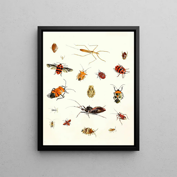 Brief history of insects by Dr. Sulzer, Pl. 10 - Johann Heinrich Sulzer — framed artwork on a wall