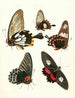 Brief history of insects by Dr. Sulzer, Pl. 11 - Johann Heinrich Sulzer — artwork view