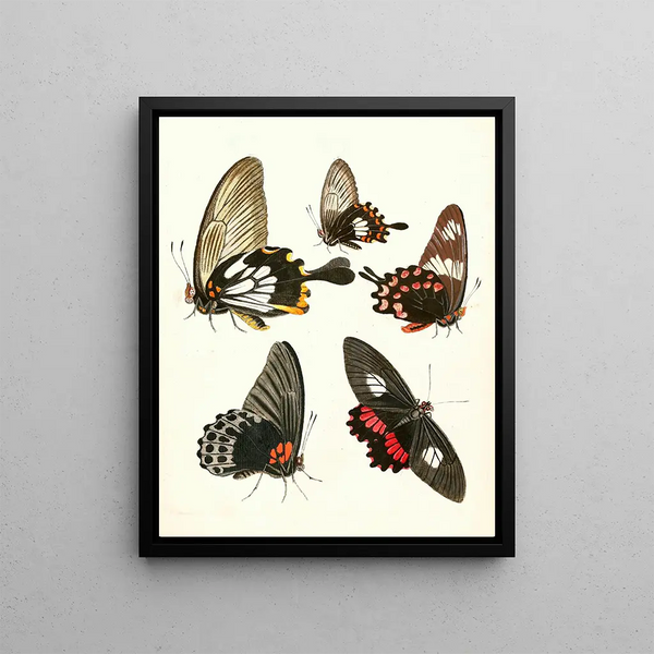 Brief history of insects by Dr. Sulzer, Pl. 11 - Johann Heinrich Sulzer — framed artwork on a wall