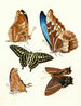 Brief history of insects by Dr. Sulzer, Pl. 12 - Johann Heinrich Sulzer — artwork view