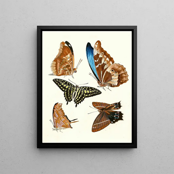Brief history of insects by Dr. Sulzer, Pl. 12 - Johann Heinrich Sulzer — framed artwork on a wall