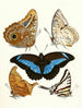 Brief history of insects by Dr. Sulzer, Pl. 13 - Johann Heinrich Sulzer — artwork view