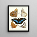 Brief history of insects by Dr. Sulzer, Pl. 13 - Johann Heinrich Sulzer — framed artwork on a wall