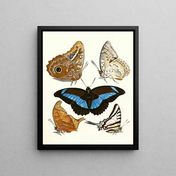 Brief history of insects by Dr. Sulzer, Pl. 13 - Johann Heinrich Sulzer — framed artwork on a wall