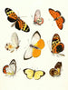 Brief history of insects by Dr. Sulzer, Pl. 14 - Johann Heinrich Sulzer — artwork view