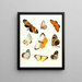 Brief history of insects by Dr. Sulzer, Pl. 14 - Johann Heinrich Sulzer — framed artwork on a wall