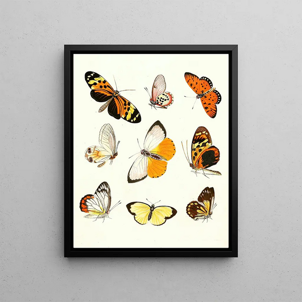 Brief history of insects by Dr. Sulzer, Pl. 14 - Johann Heinrich Sulzer — framed artwork on a wall