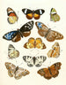 Brief history of insects by Dr. Sulzer, Pl. 15 - Johann Heinrich Sulzer — artwork view