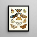 Brief history of insects by Dr. Sulzer, Pl. 15 - Johann Heinrich Sulzer — framed artwork on a wall