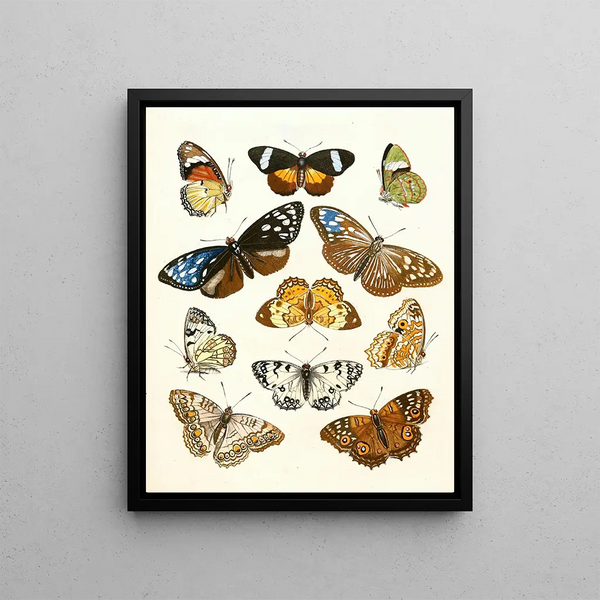 Brief history of insects by Dr. Sulzer, Pl. 15 - Johann Heinrich Sulzer — framed artwork on a wall
