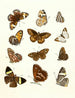 Brief history of insects by Dr Sulzer, Pl. 16 - Johann Heinrich Sulzer — artwork view