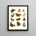 Brief history of insects by Dr Sulzer, Pl. 16 - Johann Heinrich Sulzer — framed artwork on a wall