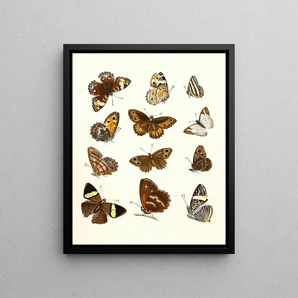Brief history of insects by Dr Sulzer, Pl. 16 - Johann Heinrich Sulzer — framed artwork on a wall