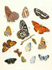 Brief history of insects by Dr. Sulzer, Pl. 17 - Johann Heinrich Sulzer — artwork view