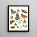 Brief history of insects by Dr. Sulzer, Pl. 17 - Johann Heinrich Sulzer — framed artwork on a wall
