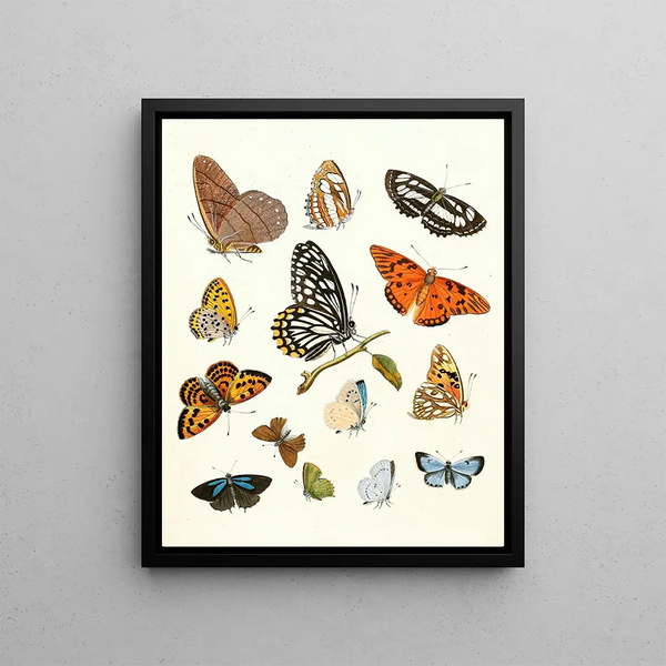 Brief history of insects by Dr. Sulzer, Pl. 17 - Johann Heinrich Sulzer — framed artwork on a wall