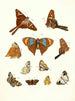 Brief history of insects by Dr. Sulzer, Pl. 18 - Johann Heinrich Sulzer — artwork view