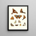 Brief history of insects by Dr. Sulzer, Pl. 18 - Johann Heinrich Sulzer — framed artwork on a wall