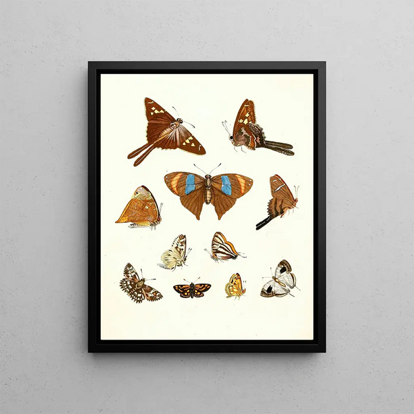 Brief history of insects by Dr. Sulzer, Pl. 18 - Johann Heinrich Sulzer — framed artwork on a wall